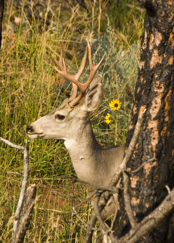 White-Tailed Deer